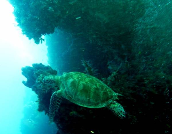 Turtle