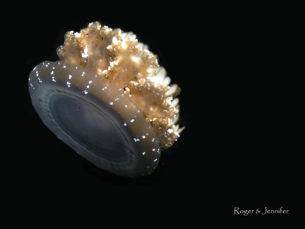 Jellyfish