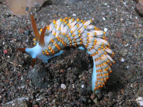 Nudibranch