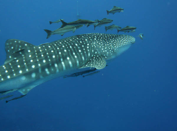 Chumpon Pinacle, Koh Tao , Thailand