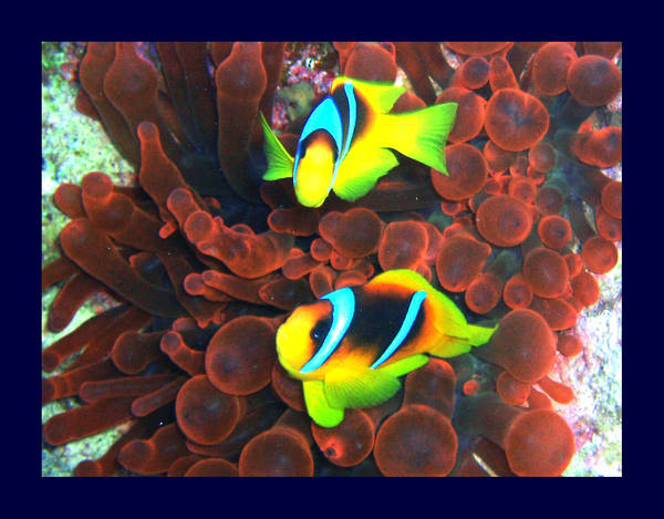 Red Anemone