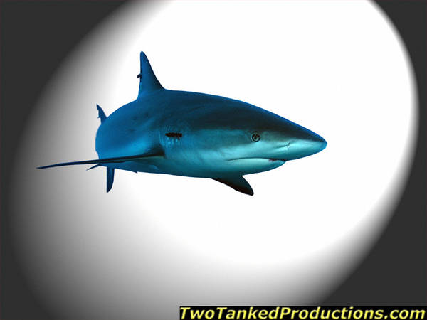 Caribbean Grey Reef Shark