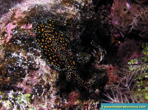 Lepoard Flat Worm at Lobster no Lobster Exumas Bahamas