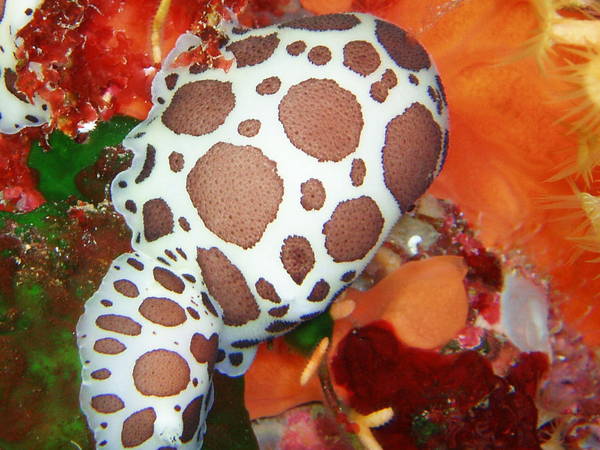 Nudi