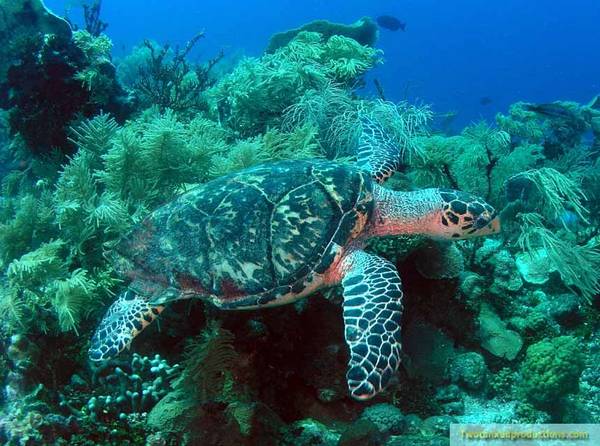 Hawksbill Turtle in Roatan Honduras