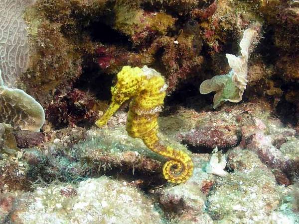 Longsnout Sea Horse in Roatan Honduras