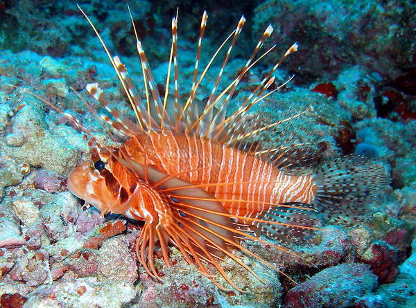Lionfish, South Ari Atol, Maldives