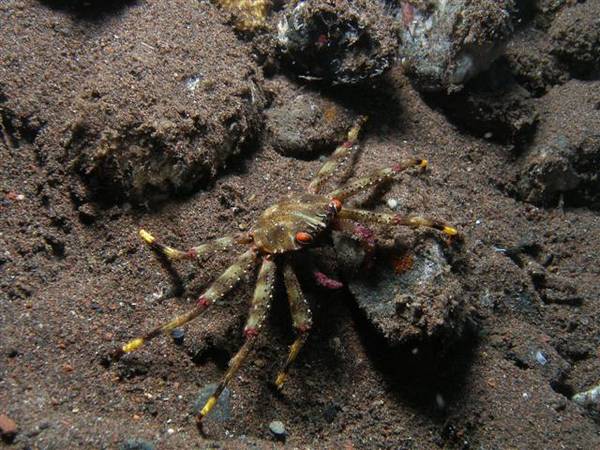 Crab