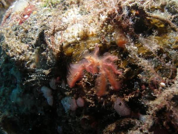 Orang utan crab