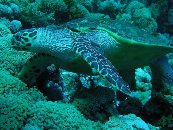 Hawksbill Turtle