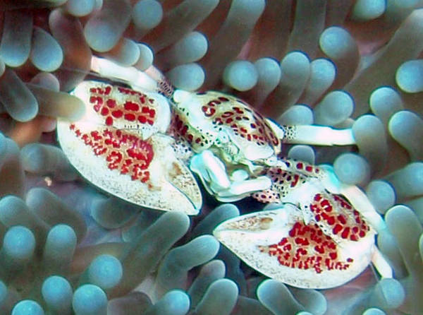 Porcelain crab, Kapalai Water Village Resort
