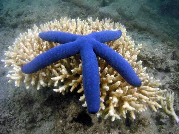 Blue Starfish on Coral Beqa Lagoon Fiji