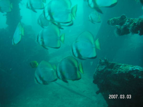 Batfishes