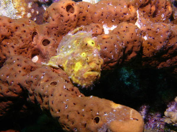 Frog Fish