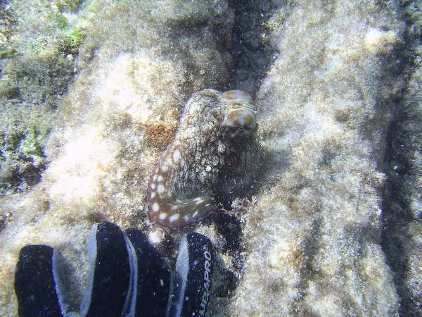 Octopus
