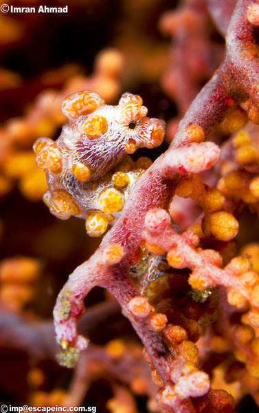 Pgmy Seahorse