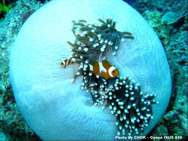 Clown Fish