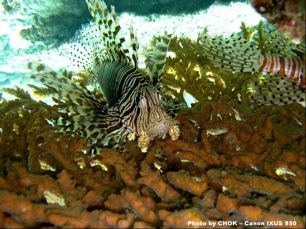 Lionfish