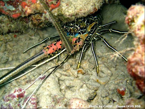 Lobster