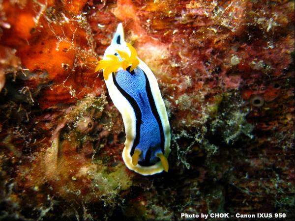 Nudibranch