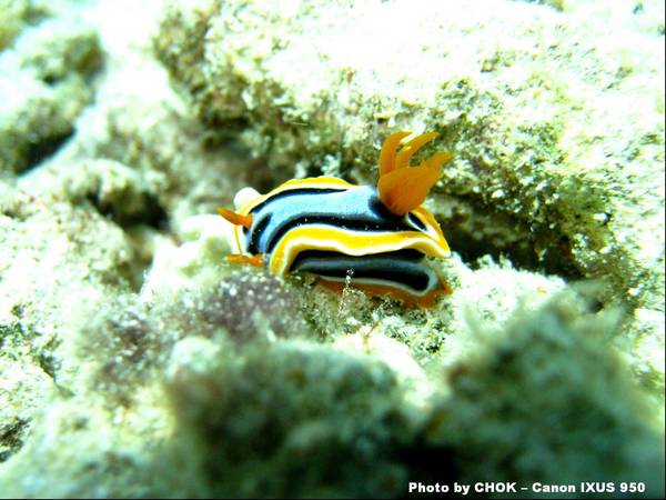 Nudibranch
