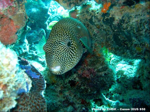 Puffer Fish