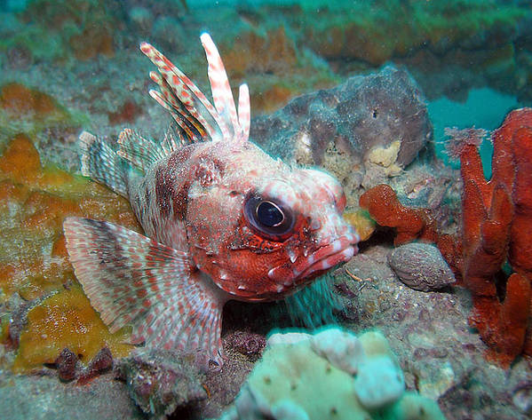 Southern Gurnard