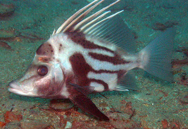 Boar Fish