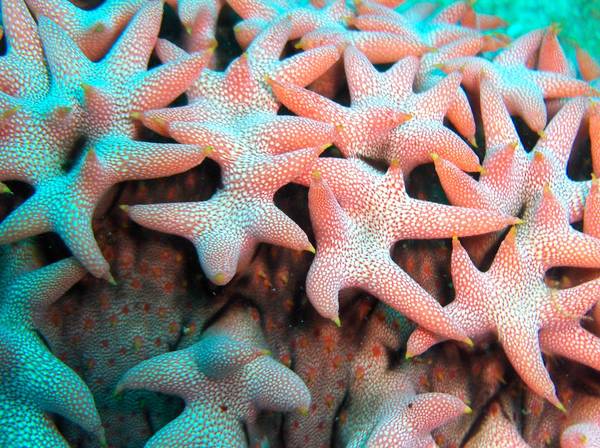 Pineapple Sea Cucumber  (closeup)