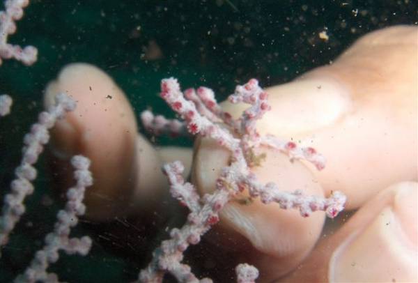 Pygmy Seahorse