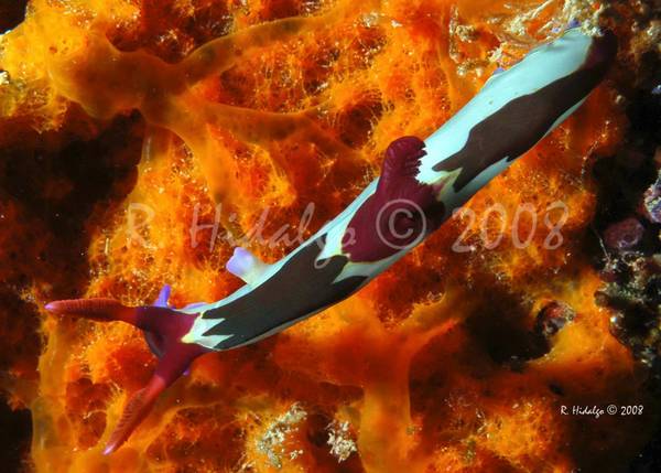 another nudi from bohol, philippines