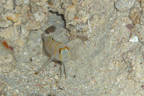Randall's Shrimpgoby