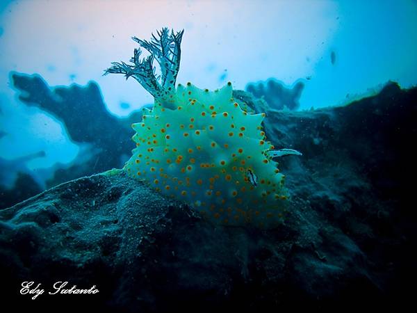 Nudi Branchs