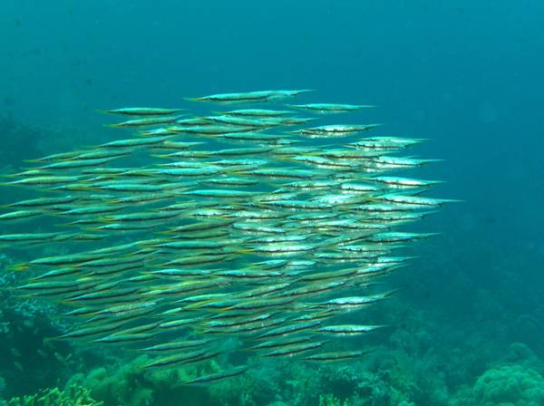 School of razor fish