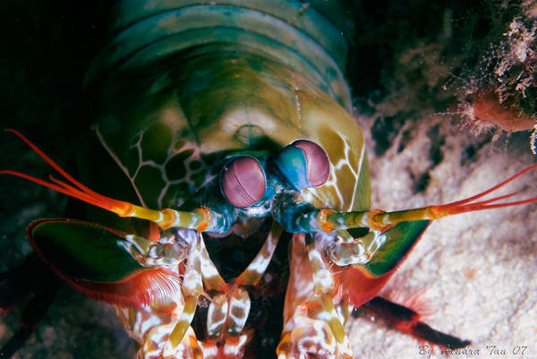 Reef mantis