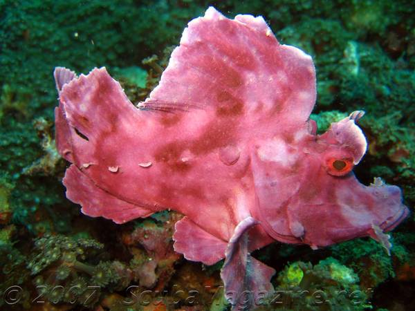 Rhinopias in the Lembeh Straits