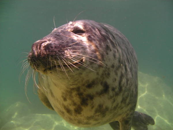 UK Seal @ Lundy Island.