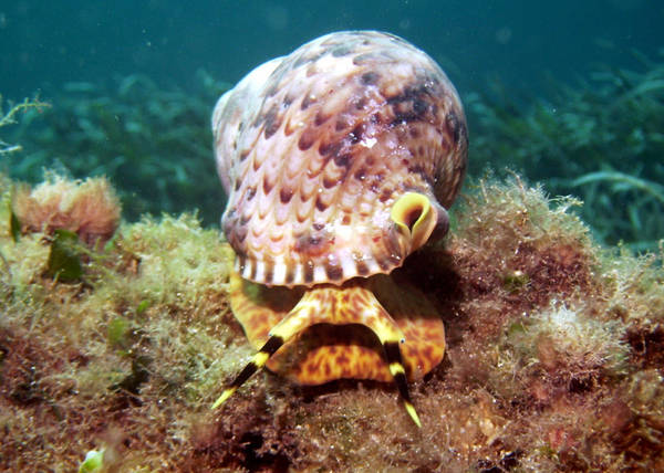 Snail