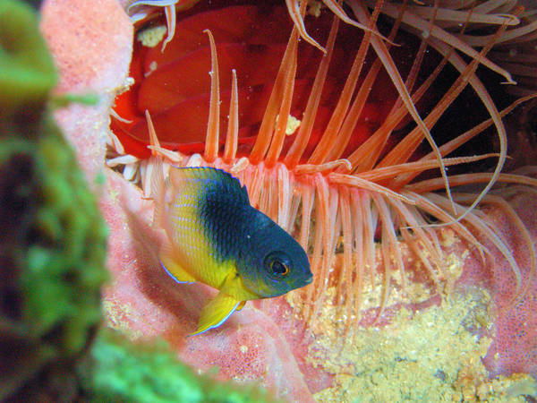 St. Vincent - Anchor Reef
