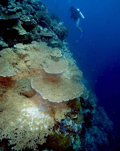 Table_coral_diver