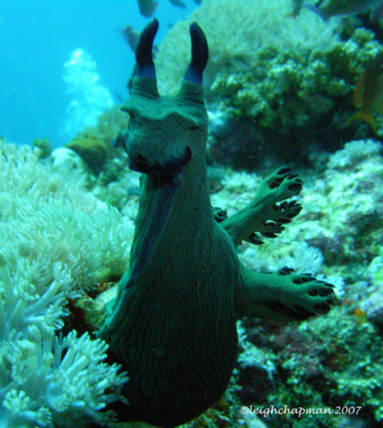 Nudibranch