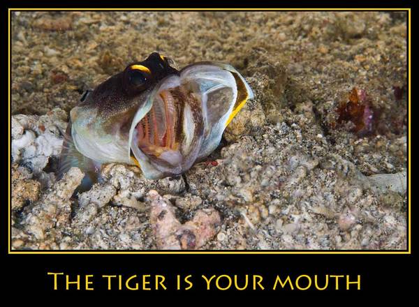 The tiger is your mouth......:))