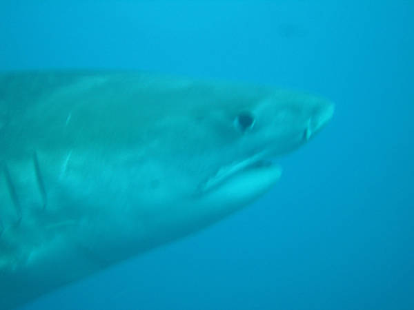Head Tiger Shark - Aliwal Shoals, Durban