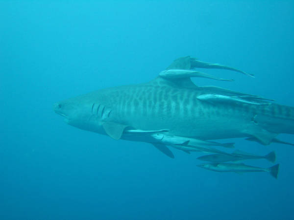 Tiger Shark - Aliwal Shoals, Durban