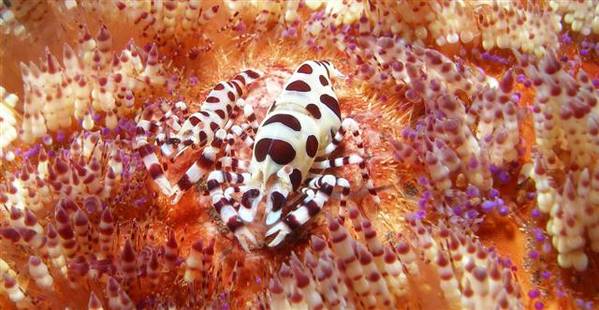 coleman shrimp