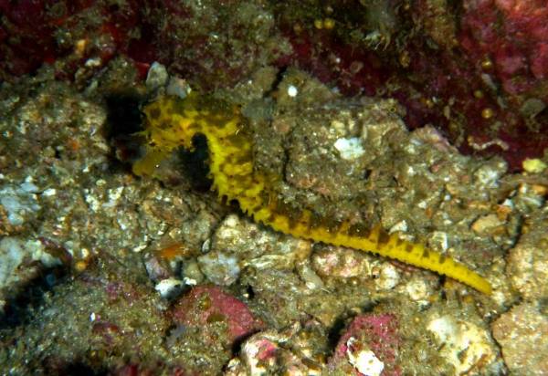 Tigertail Seahorse