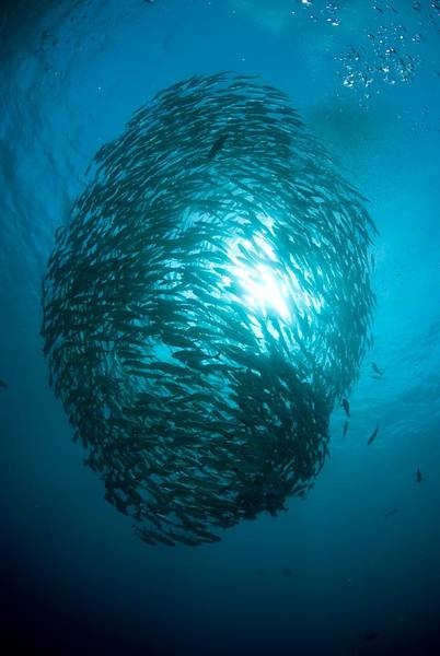 Tornado or fishes...