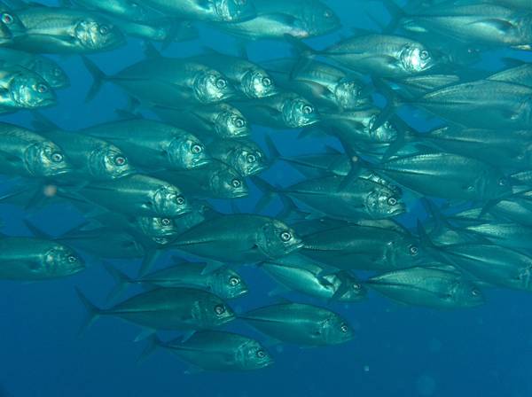 School of trevally