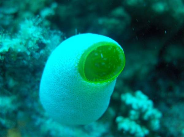 Tube sponge
