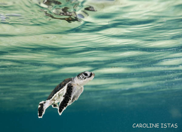 baby turtle